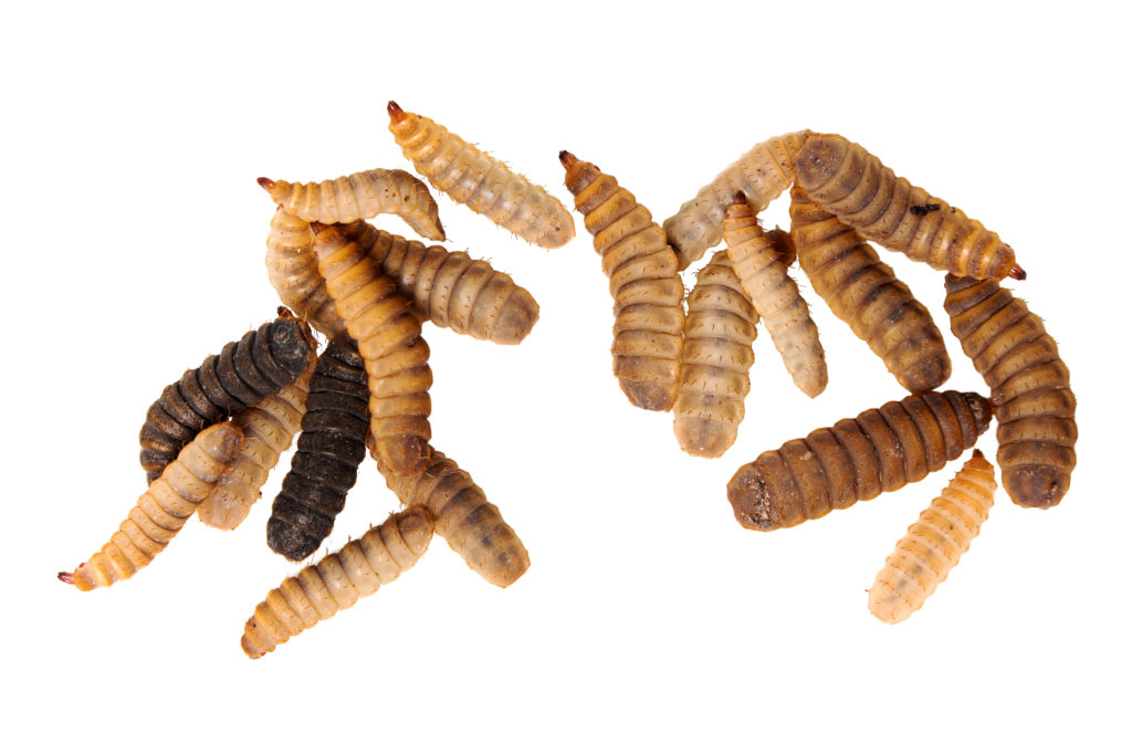 Tips For Dealing With Fly Larvae In Your Compost Bucket Little Green 